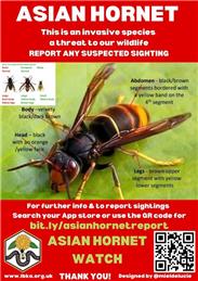 Asian Hornet Watch - New App